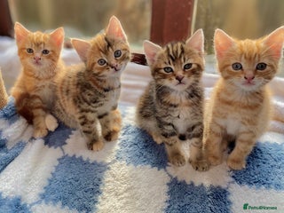 Mixed Breed cats Gorgeous Ginger And Tortoiseshell Female Kittens - Advert 1