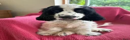 Cocker Spaniel dogs for stud: KC Registered SHOW Cocker spaniel For STUD in Barnetby - Advert 10
