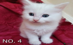 Mixed Breed cats for sale: 4 Gorgeous Pure White Kittens - Image 9