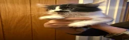 Maine Coon cats for sale: 3 beautiful Maine Coon kittens still available! - Advert 35