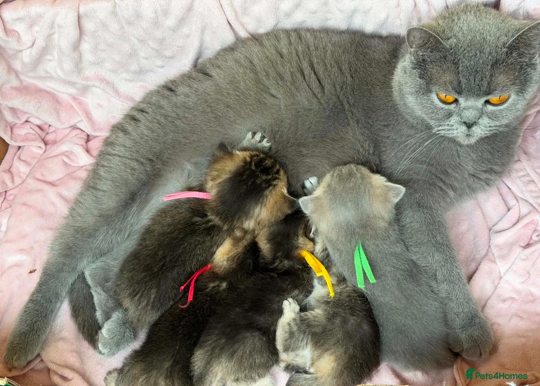 British Shorthair cats for sale: ⭐️CHUNKY TICA BRITISH SHORTHAIR KITTENS⭐️ - Advert 24