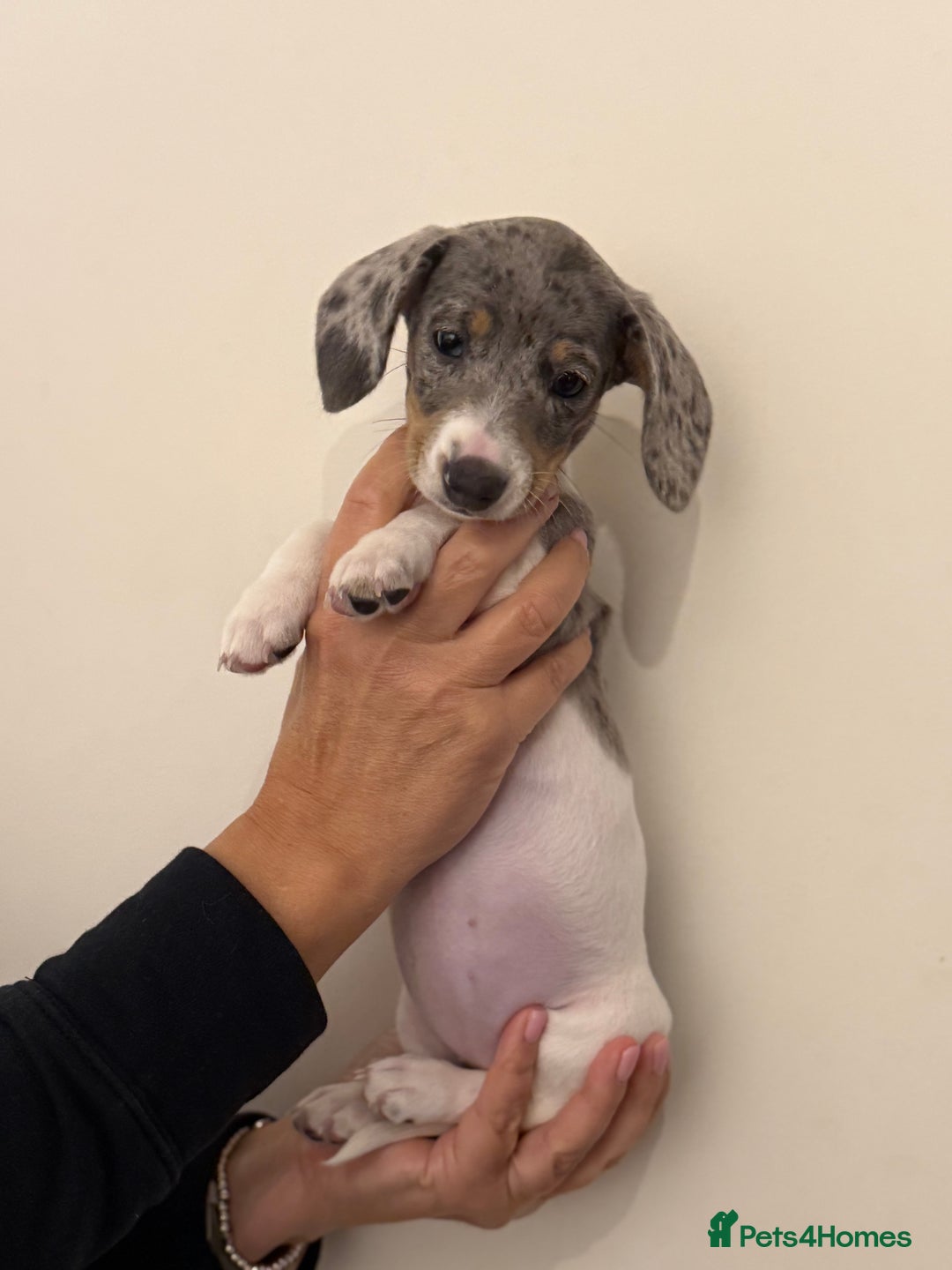 Dachshund dogs for sale: Miniature dachshund pups  - Advert 5