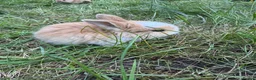 Mini Lop rabbits for sale: Litter of Mini Lop Rabbits in Hull - Advert 3