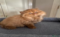 British Shorthair cats for sale: Gorgeous Cinnamon BSH and BLH kittens  - Image 3