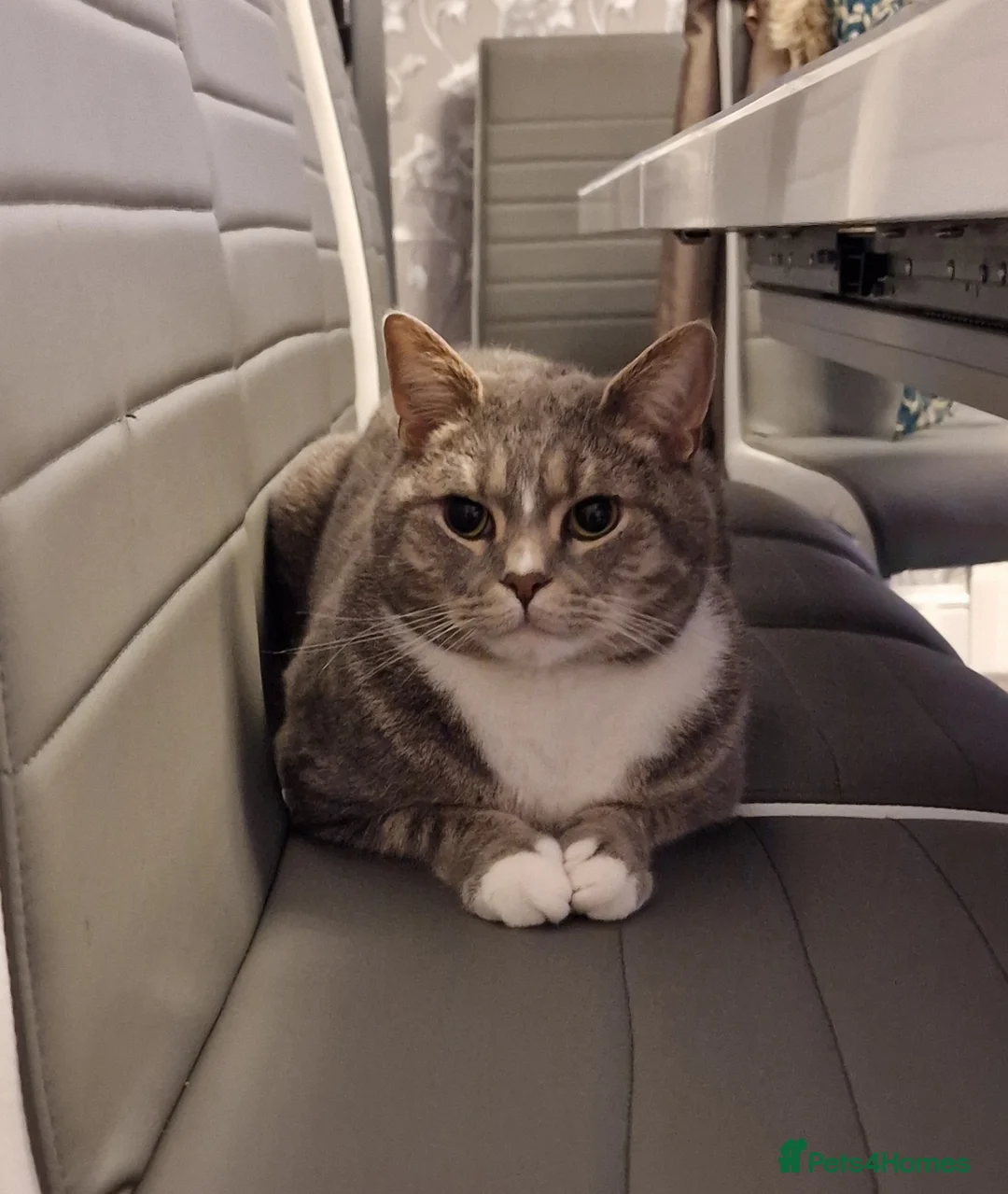 British Shorthair cats for sale: Handsome male British shorthair in Rossendale - Advert 18