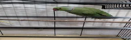 Parrots birds for sale: 🐤🦜Breeding Pair of Parrots with Full Setup🦜🐤 in Carlisle - Advert 7