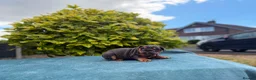 English Bulldog dogs for sale: Ready to leave ENGLISH BULLDOG PUPPIES  - Advert 3