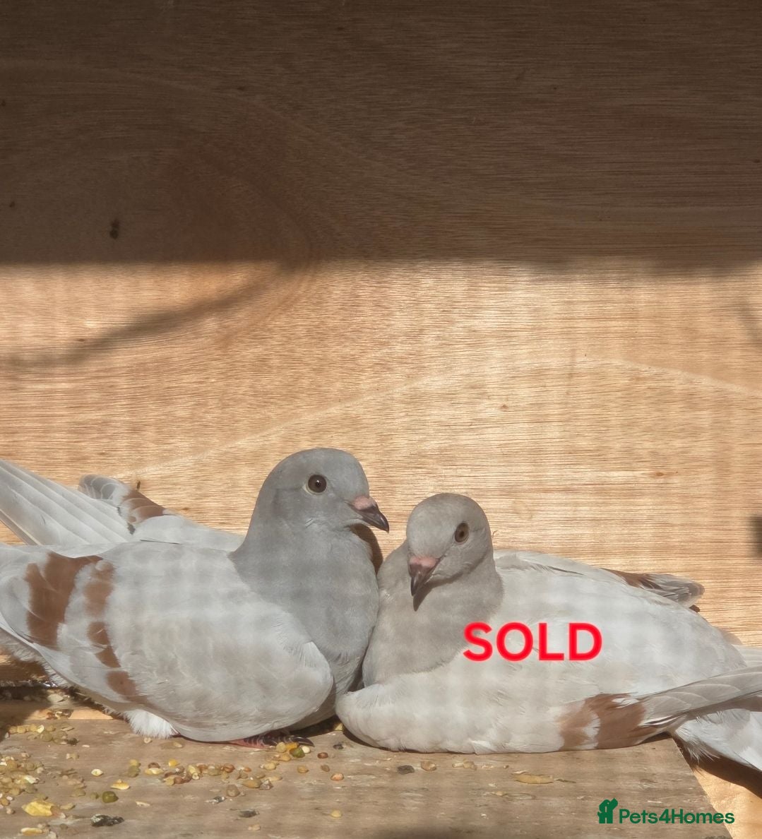 Pigeons birds Stunning German Owl Cross Ice Pigeon male - Advert 17