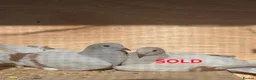Pigeons birds for sale: Stunning male German Owl Cross Ice Pigeon male - Advert 1