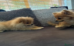 Pomeranian dogs for sale: 1 male, 1 female Pomeranian puppies 3 months old.  - Image 10