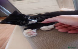 Mixed Breed cats for sale: Sweety girl  - Image 11