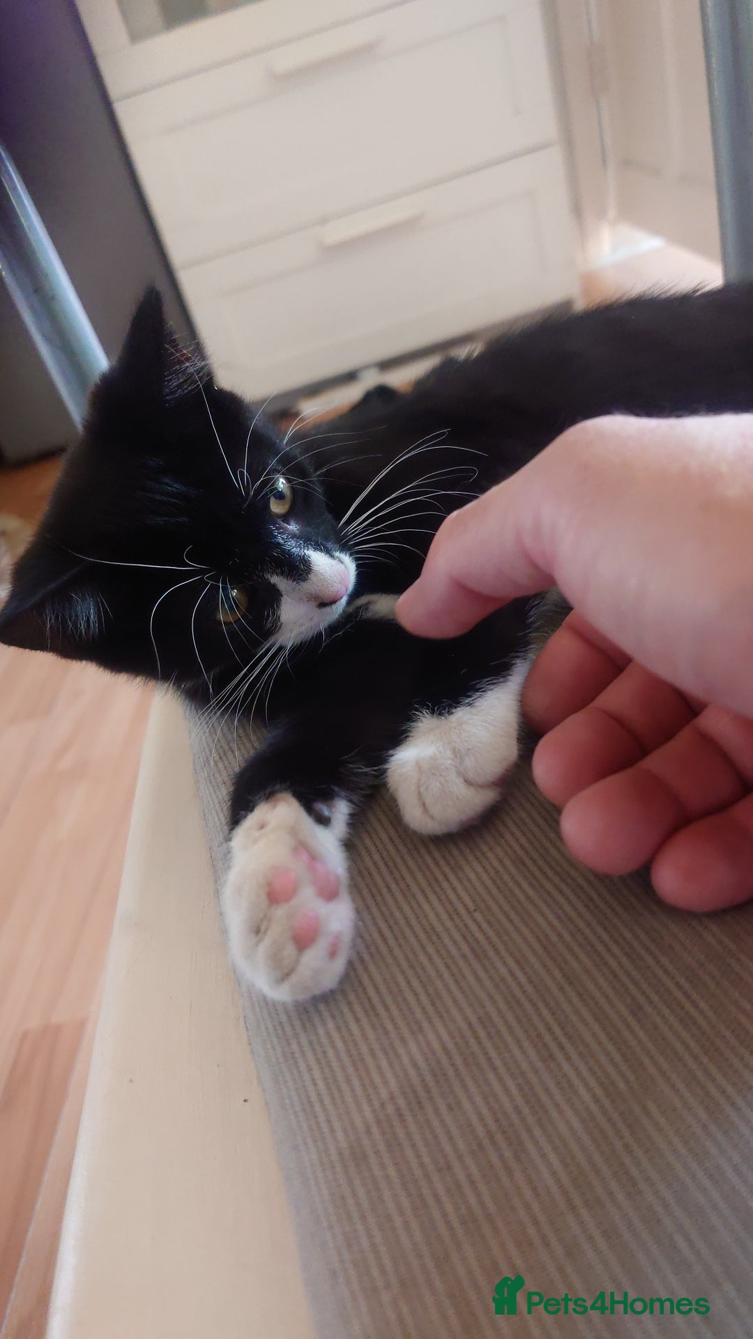 Mixed Breed cats for sale: Sweety girl  - Image 11
