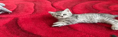 Scottish Fold Kitten 4