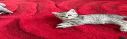 Scottish Fold cats for sale: British Shorthair and Scottish Fold kittens - Advert 13
