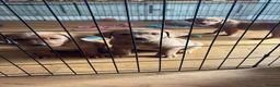 Labrador Retriever dogs for sale: Beautiful KC Registered Fox Red Labrador Puppies in Cheltenham - Advert 4