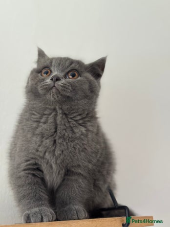 British Shorthair cats - Advert 9