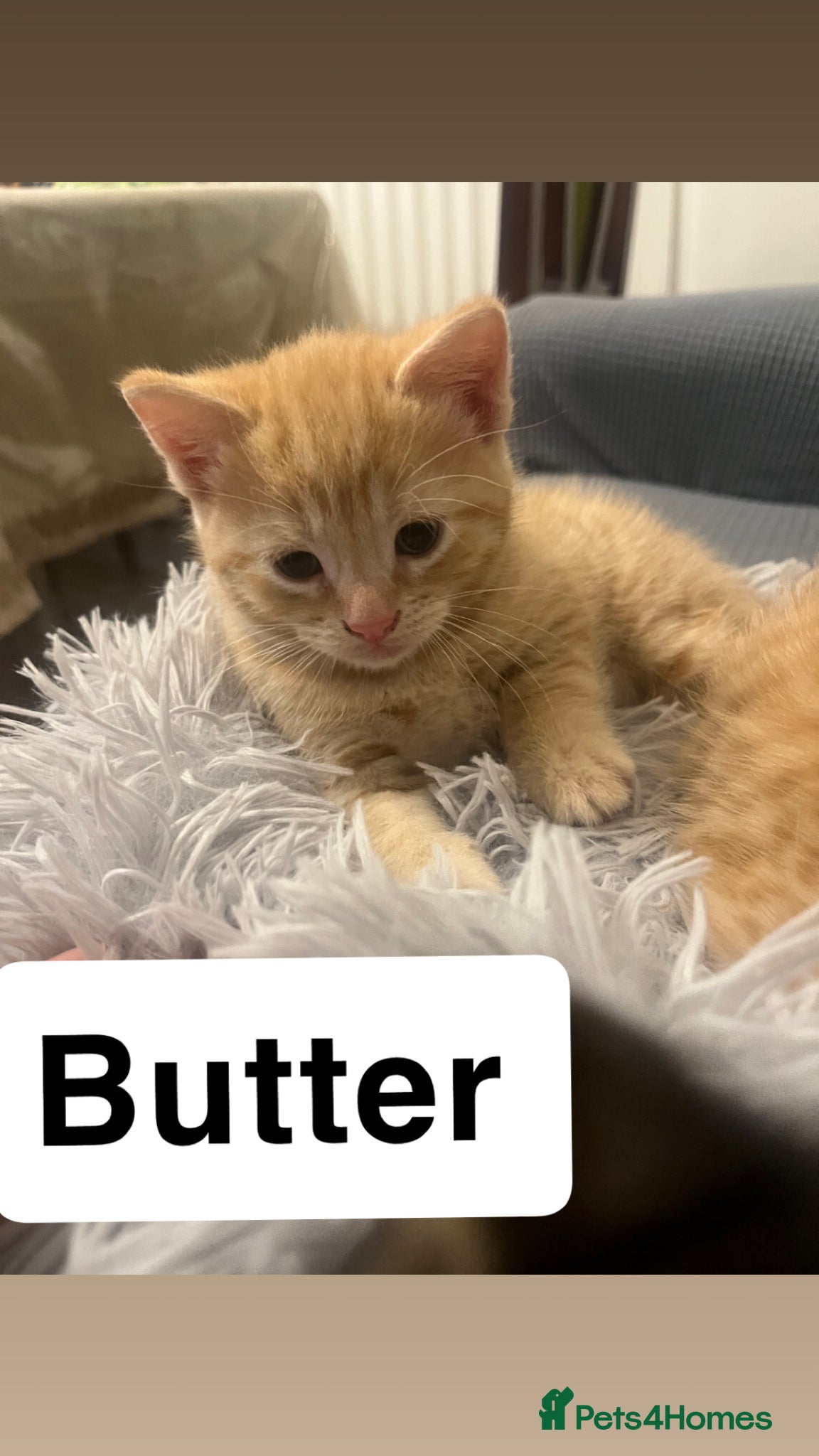 Domestic Shorthair cats BEAUTIFUL KITTENS - Advert 1