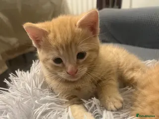 Domestic Shorthair cats BEAUTIFUL KITTENS - Advert 15