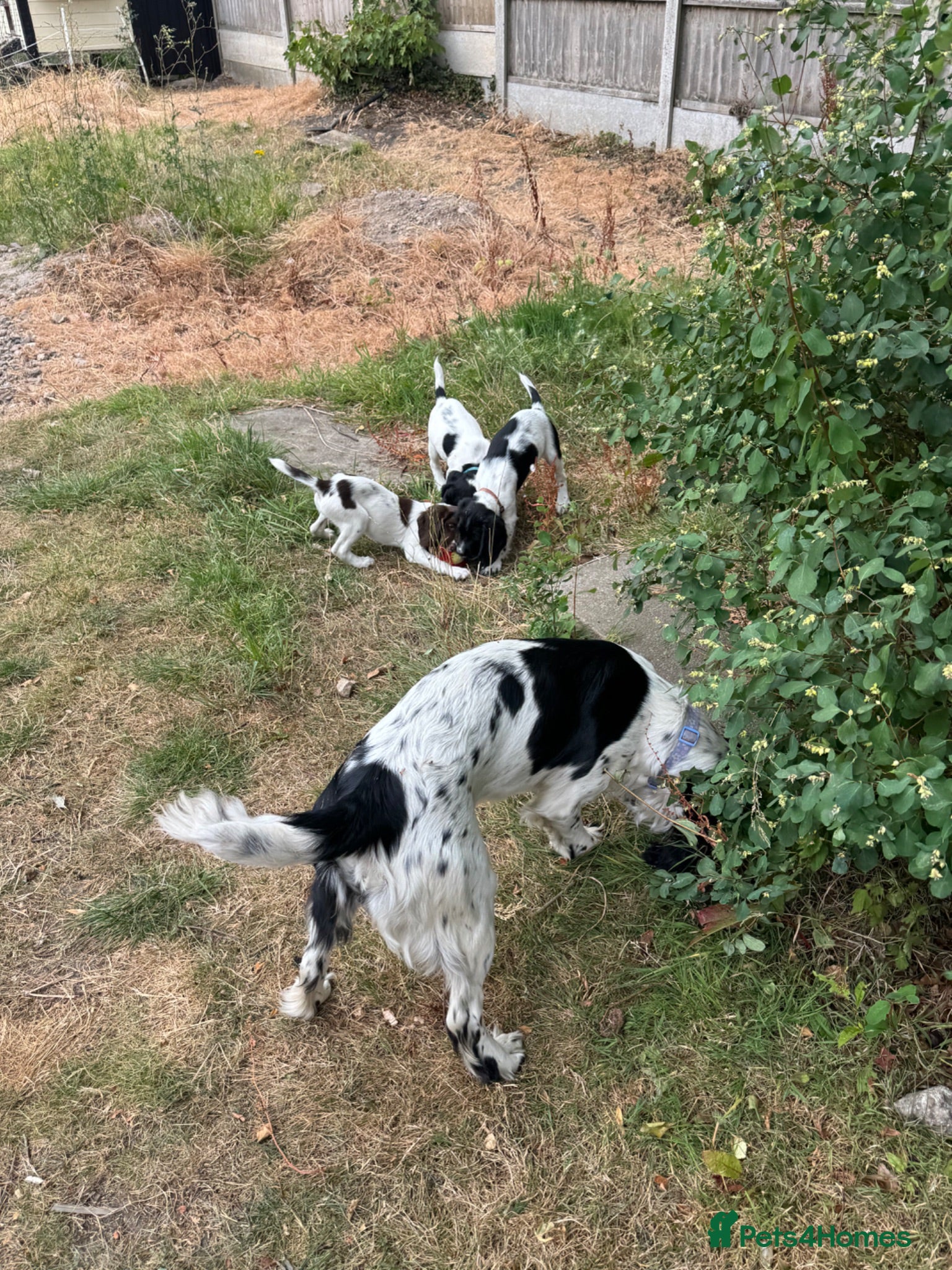 Sprocker dogs 3 Spaniel female puppies  - Advert 2