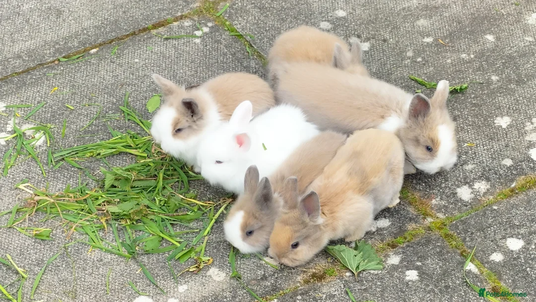Lionhead rabbits for sale: Friendly Lionhead Baby Bunnies, Limited Available! in Smethwick - Advert 2