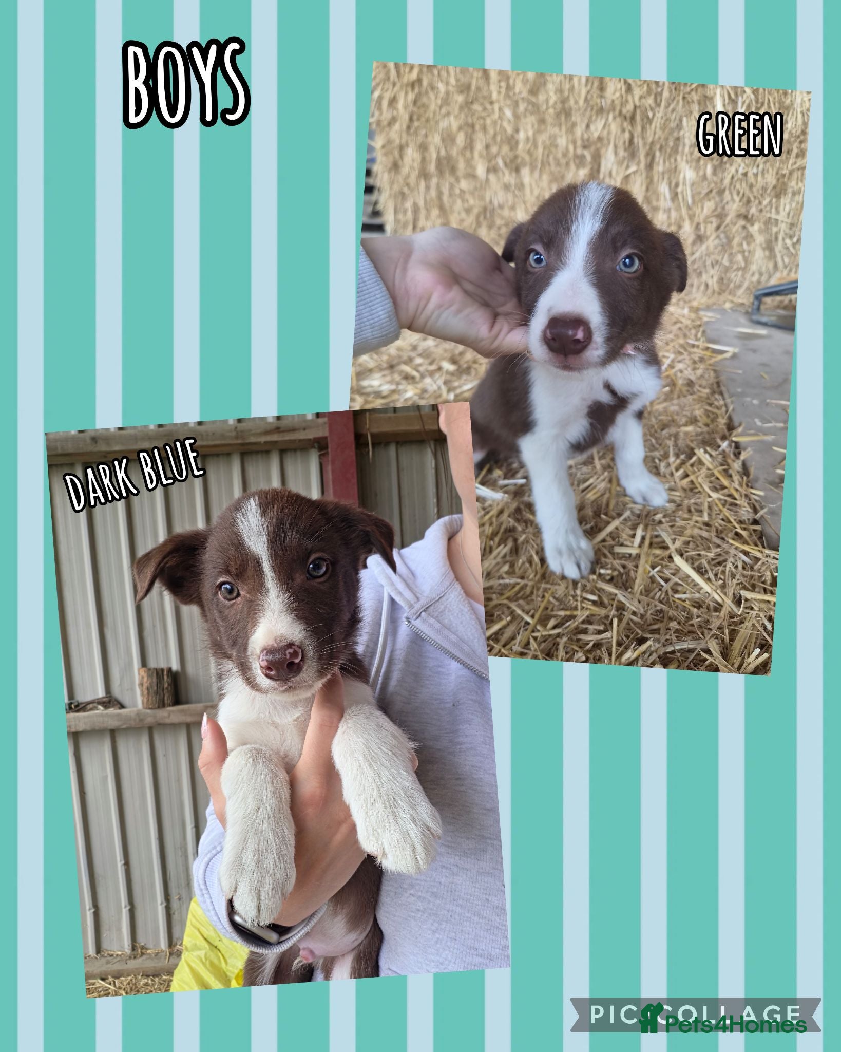 Border Collie dogs ISDS Registered Border Collie Puppies - Advert 3