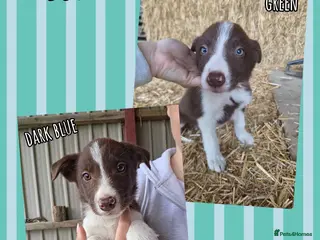 Border Collie dogs ISDS Registered Border Collie Puppies - Advert 3