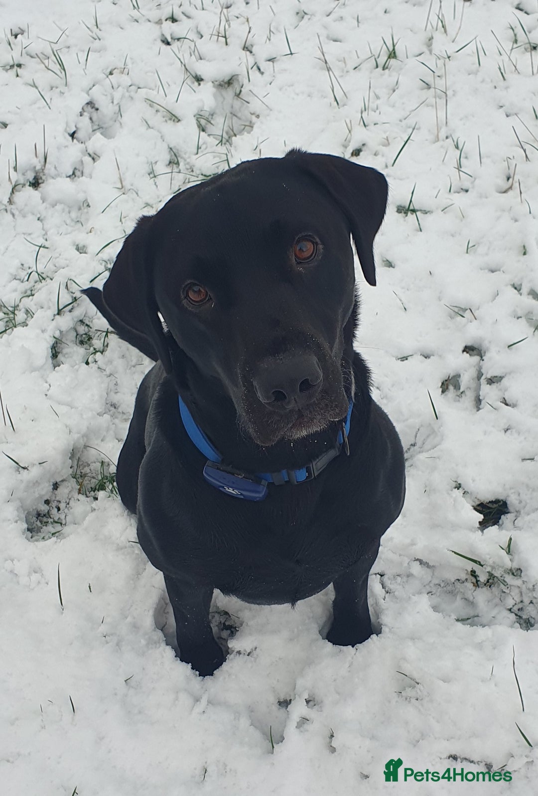 Labrador Retriever dogs for stud: Labrador KC registered for stud 2 years old Black  - Advert 4