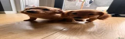 Miniature Dachshund dogs for sale: Miniature Long Haired Dachshund  - Advert 36