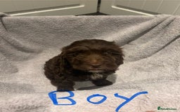 Cockapoo dogs for sale: Cockerpoo puppies - Image 4
