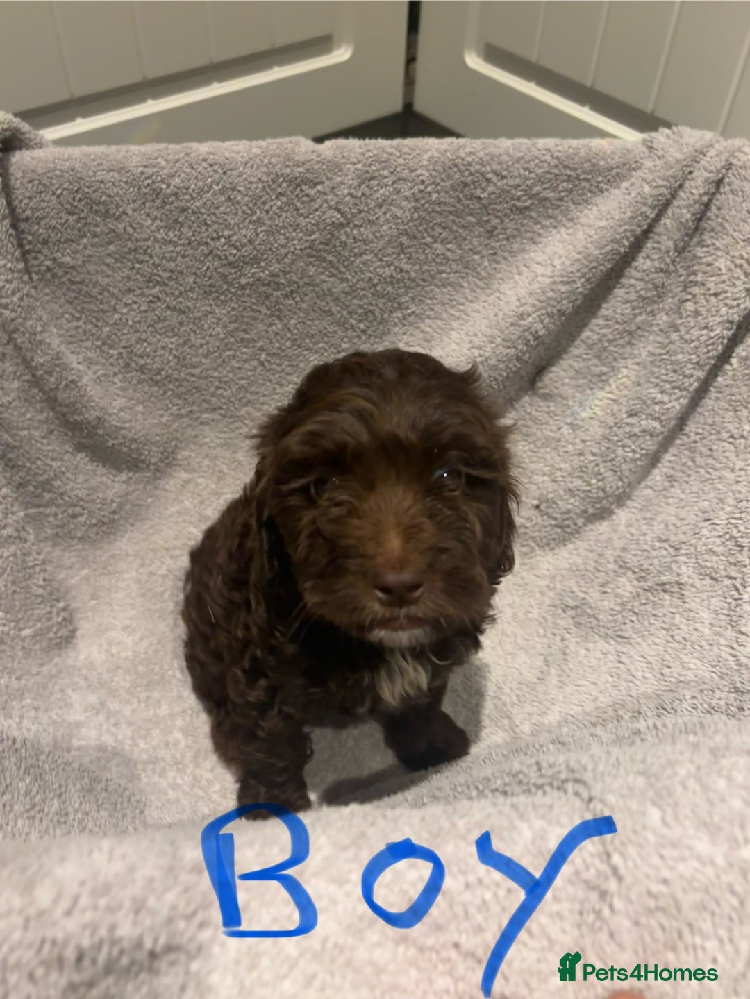 Cockapoo dogs for sale: Cockerpoo puppies - Image 4