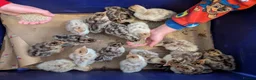 Turkeys poultry for sale: Bourbon Red Turkey Chicks in Peterborough - Advert 1