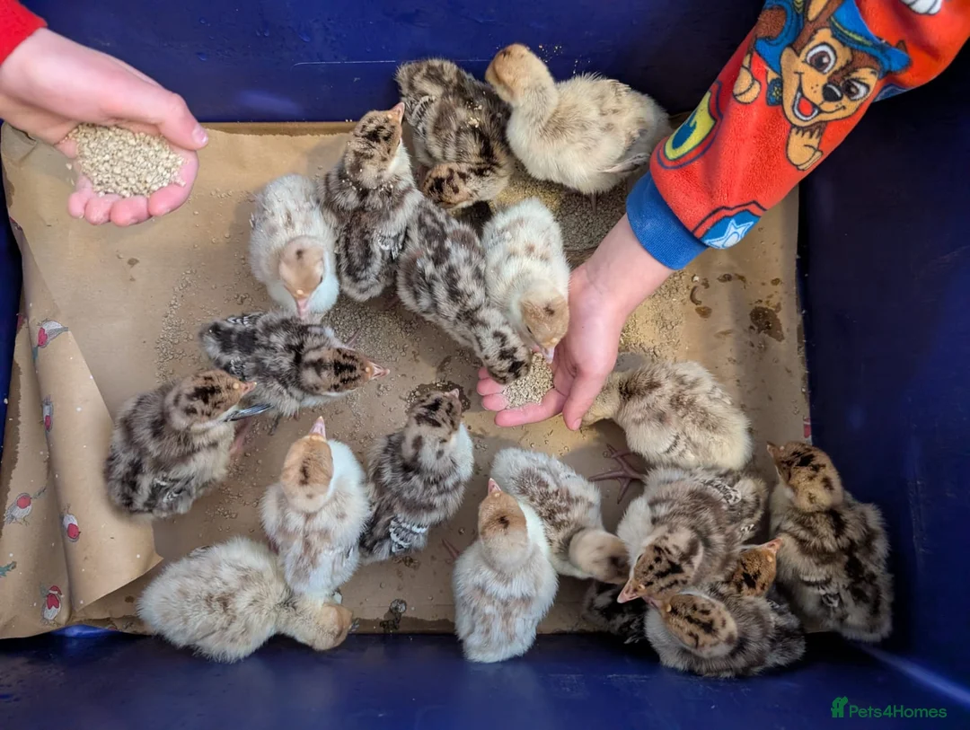 Turkeys poultry for sale: Bourbon Red Turkey Chicks in Peterborough - Advert 1