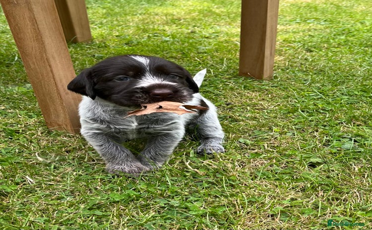 German Wirehaired Pointer dogs - Advert 3