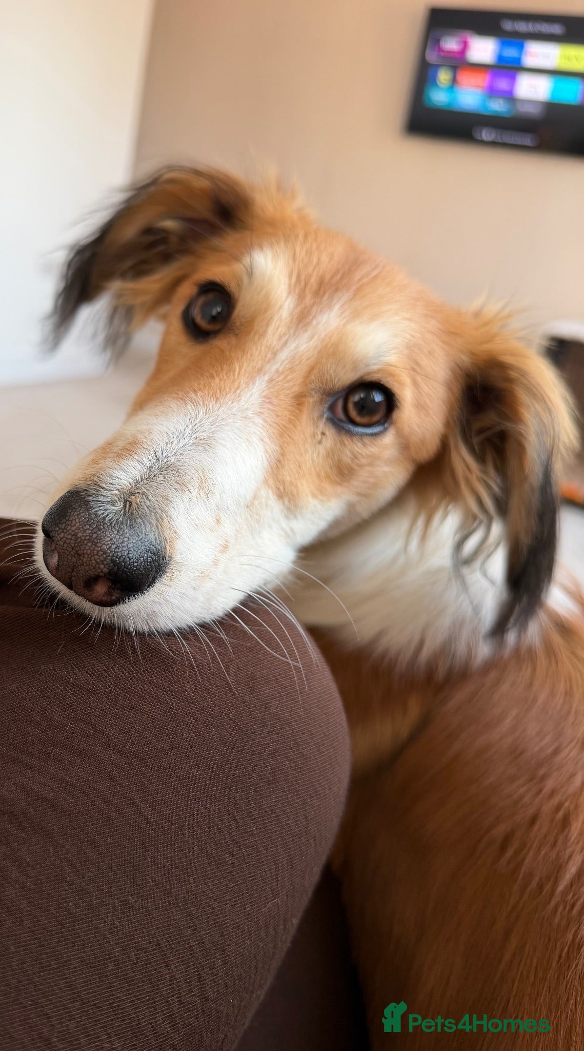 Mixed Breed dogs 7 month old Saluki X greyhound  - Advert 1