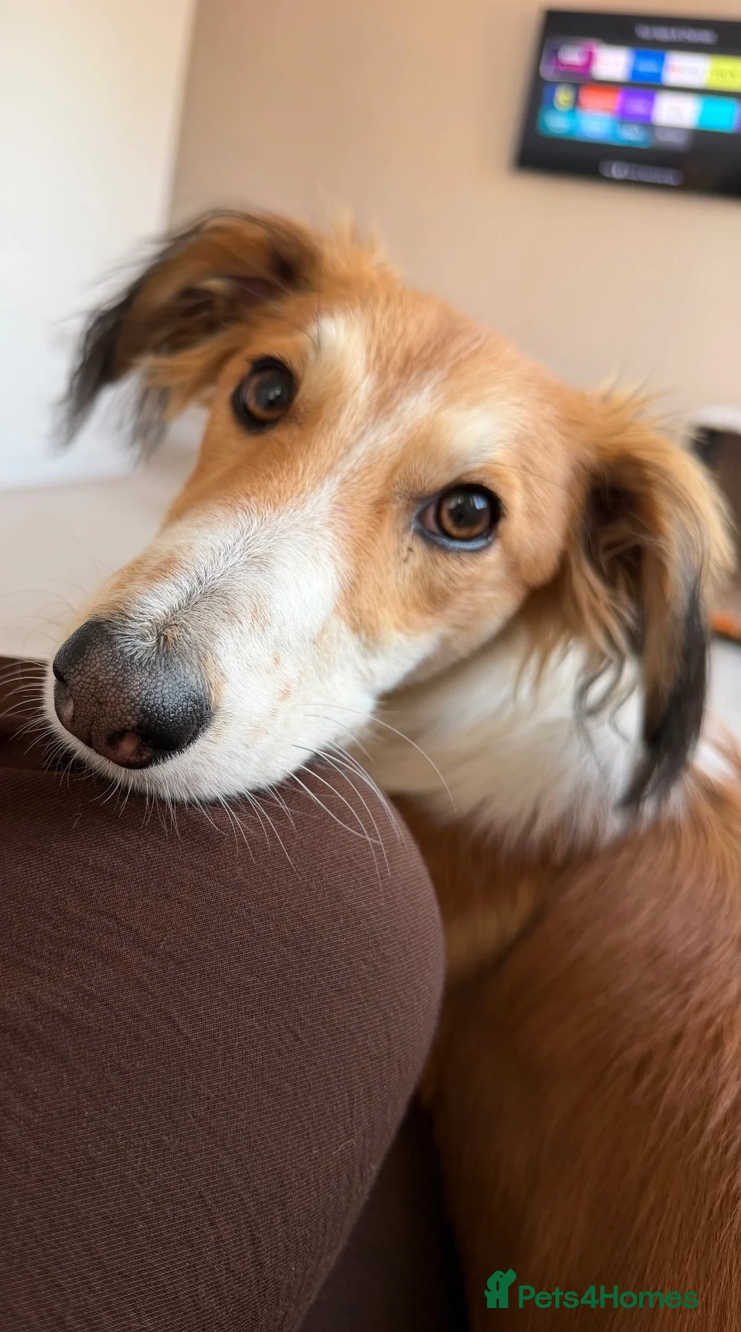 Mixed Breed dogs for sale: 7 month old Saluki X greyhound  - Advert 1