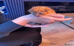 Mixed Breed cats for sale: Kittens for sale - Image 6