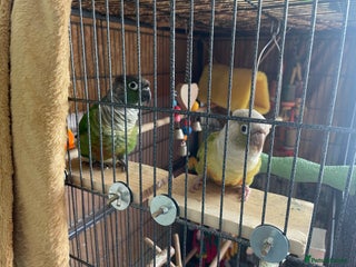 Parrots birds - Advert 5