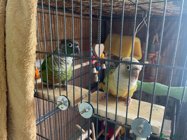 Parrots birds - Advert 5