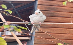 Cockatiels birds for sale: Cockatiel - Image 3