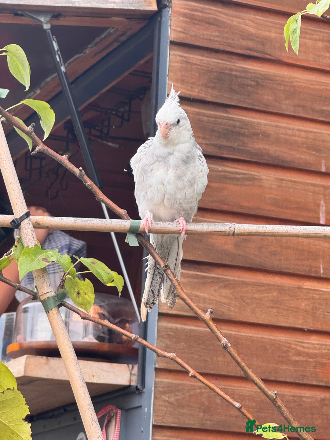 Cockatiels birds for sale: Cockatiel - Image 3
