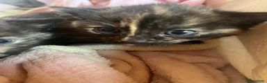 Domestic Shorthair Kitten 4
