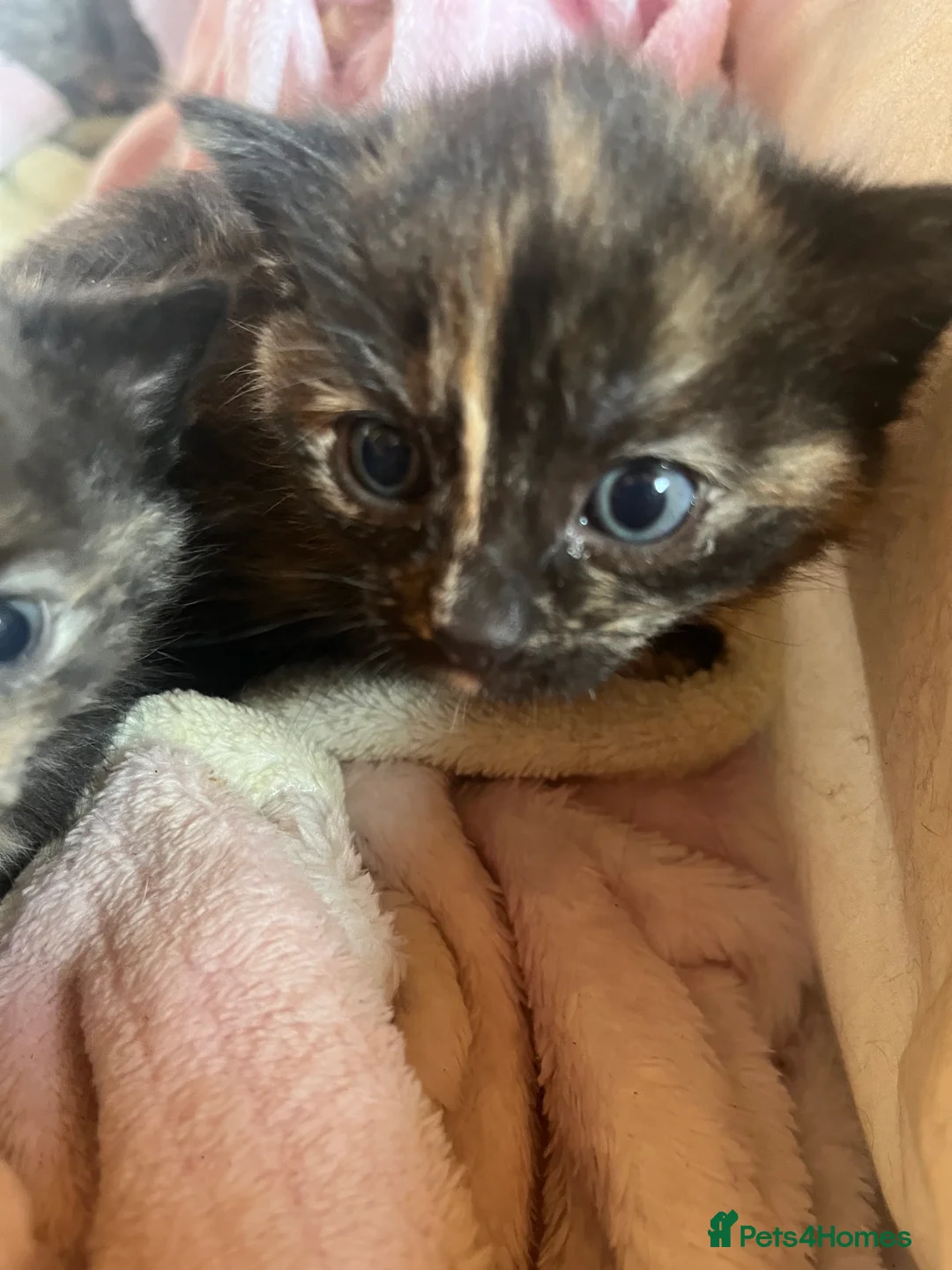 Domestic Shorthair cats for sale: Beautiful kittens looking for 5 star forever homes - Advert 2
