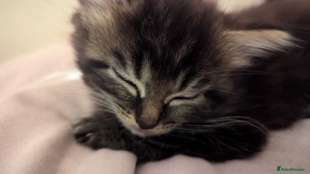 Maine Coon cats for sale: Beautiful maneicoon x siberian Kittens - Image 9