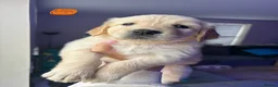 Golden Retriever dogs for sale: Golden Retriever puppies - Advert 17