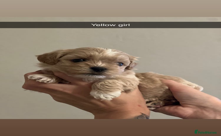 Shihpoo dogs - Advert 12