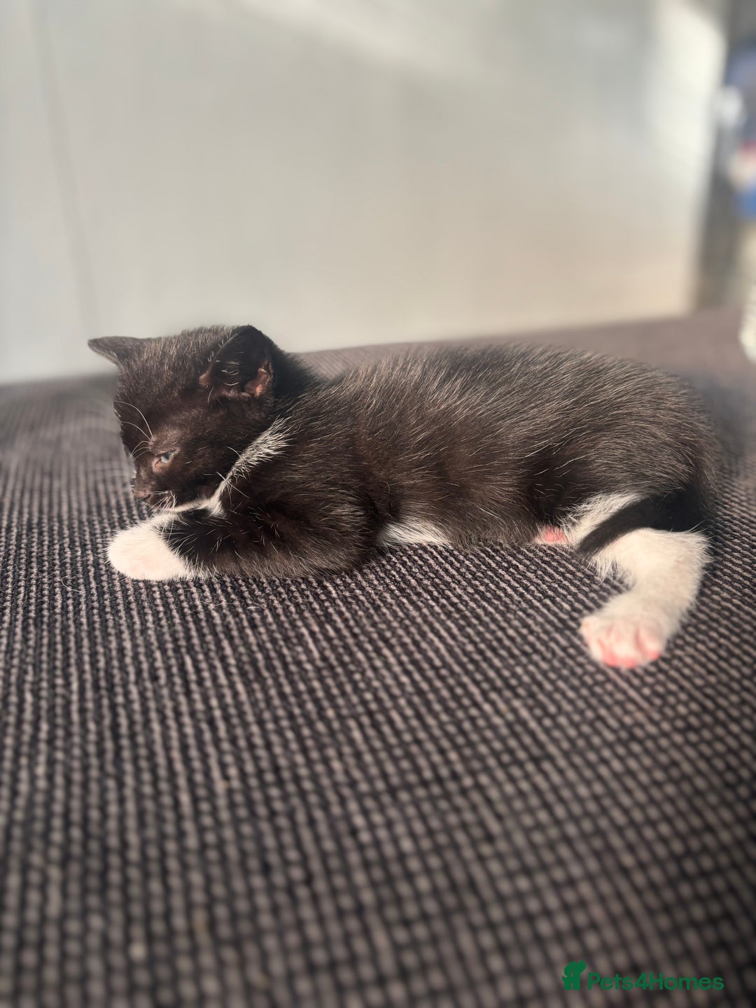 British Shorthair cats for sale: Beautiful black kittens - Image 8