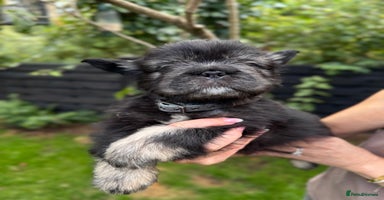 French Bulldog dogs - Advert 10