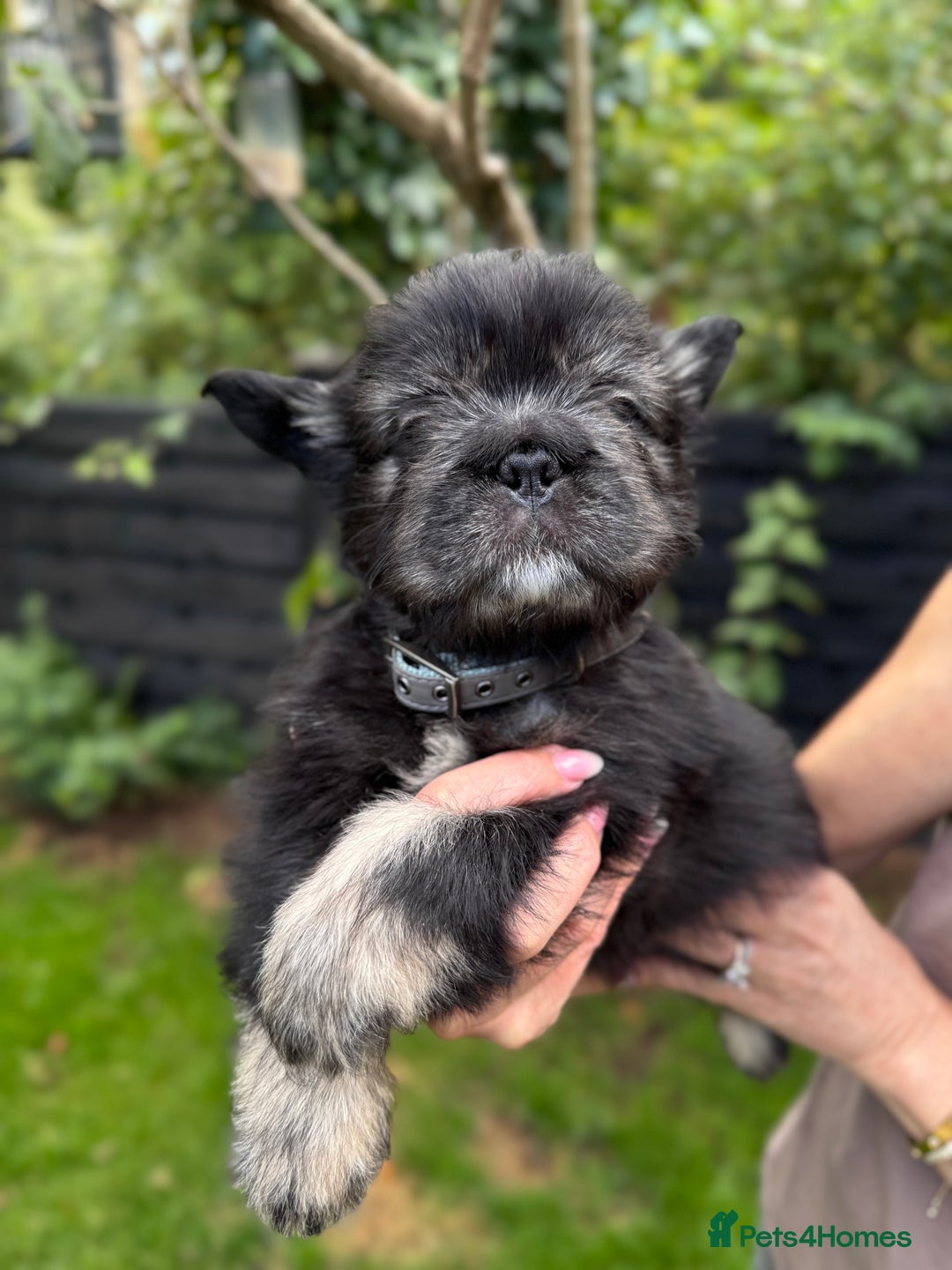 French Bulldog dogs for sale: FLUFFY FRENCHIE 🧸 YORKSHIRE'S RAREST LONG-HAIRED - Image 2