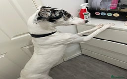 Mixed Breed dogs for sale: Flash  - Image 15