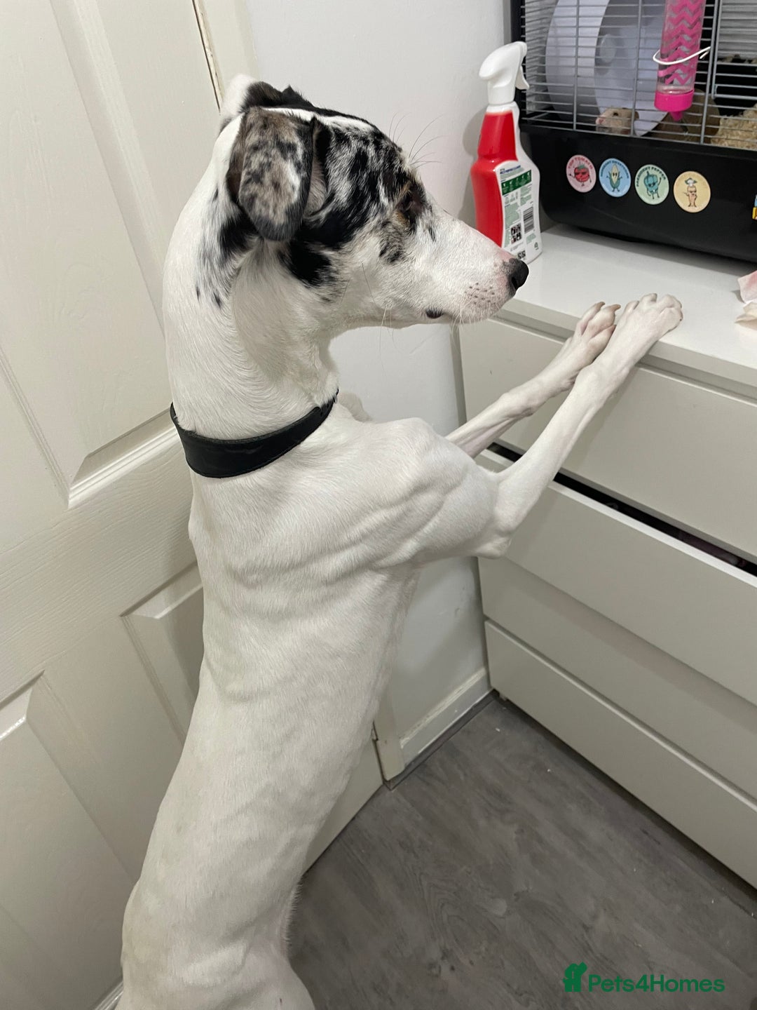 Mixed Breed dogs for sale: Flash  - Image 15